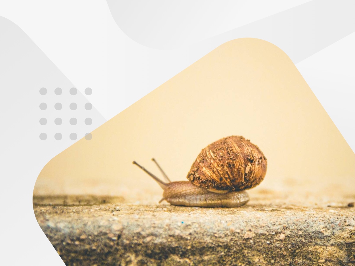 Snail
